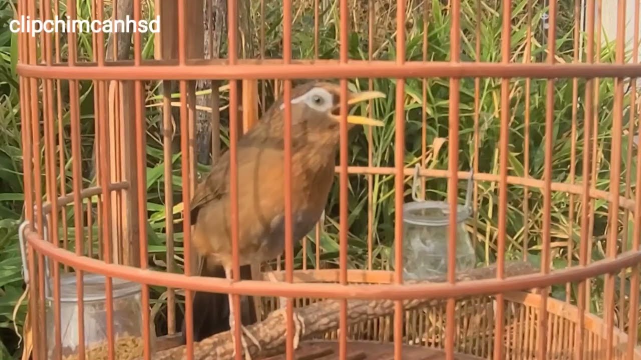 Họa Mi Hót Đấu Đảo Nhiều Giọng Kích Bổi Nhanh lên Lửa 