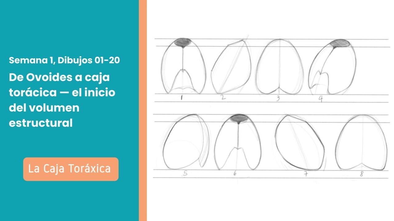 Caja torácica en 8 vistas: inicio del dibujo de volumen y estructura