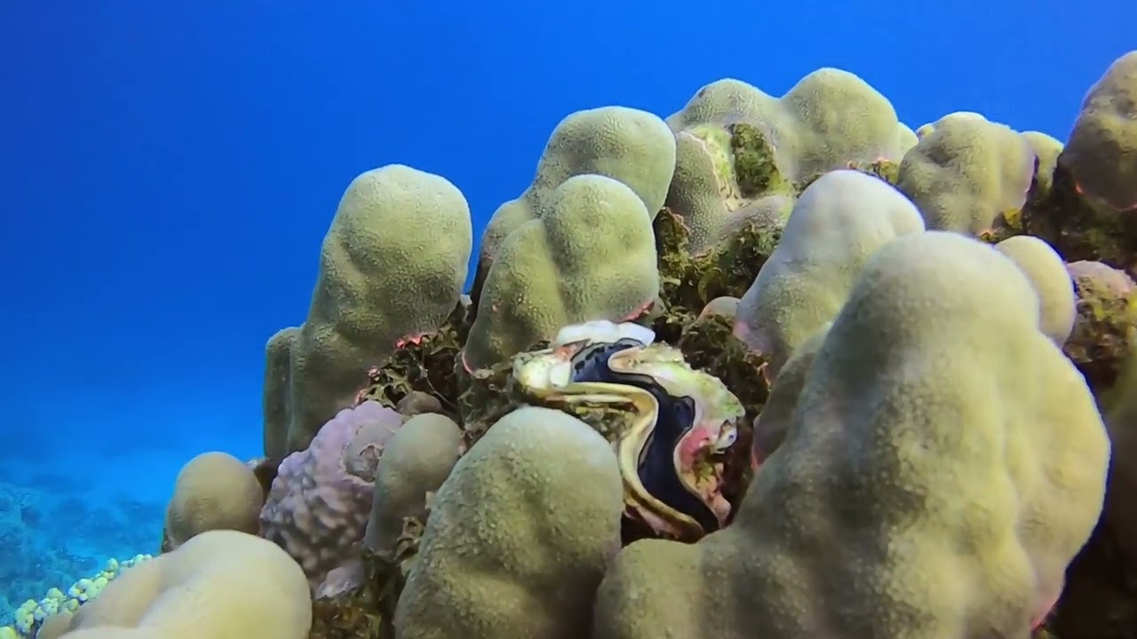 Rohanou Beach Resort/ Wonderful Dive