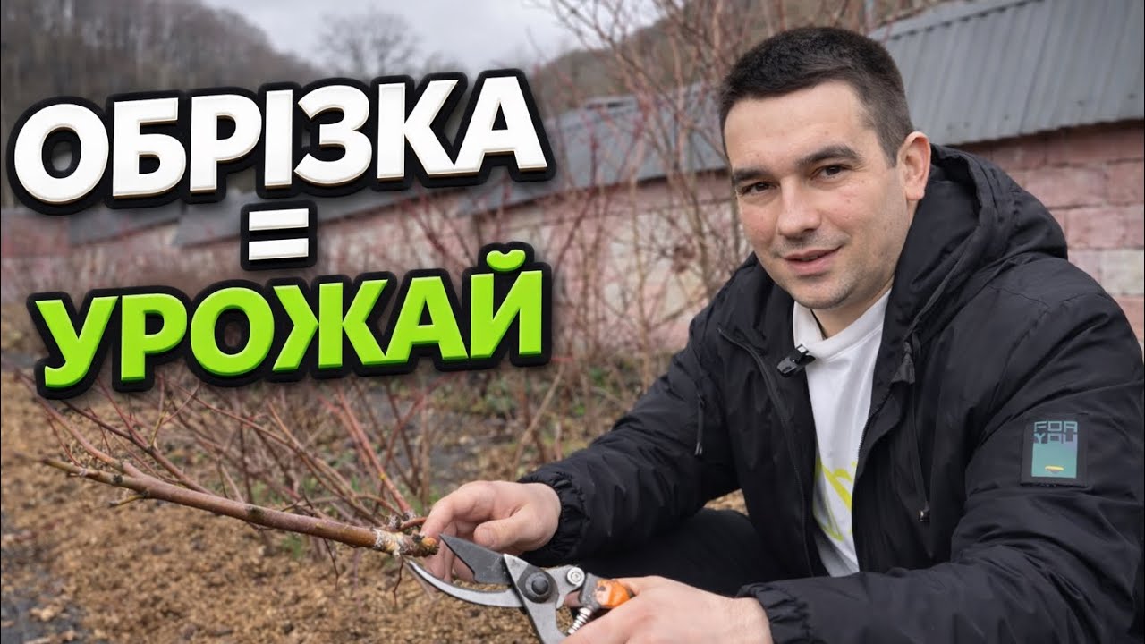 Обрізка лохини навесні — обрізка = урожай