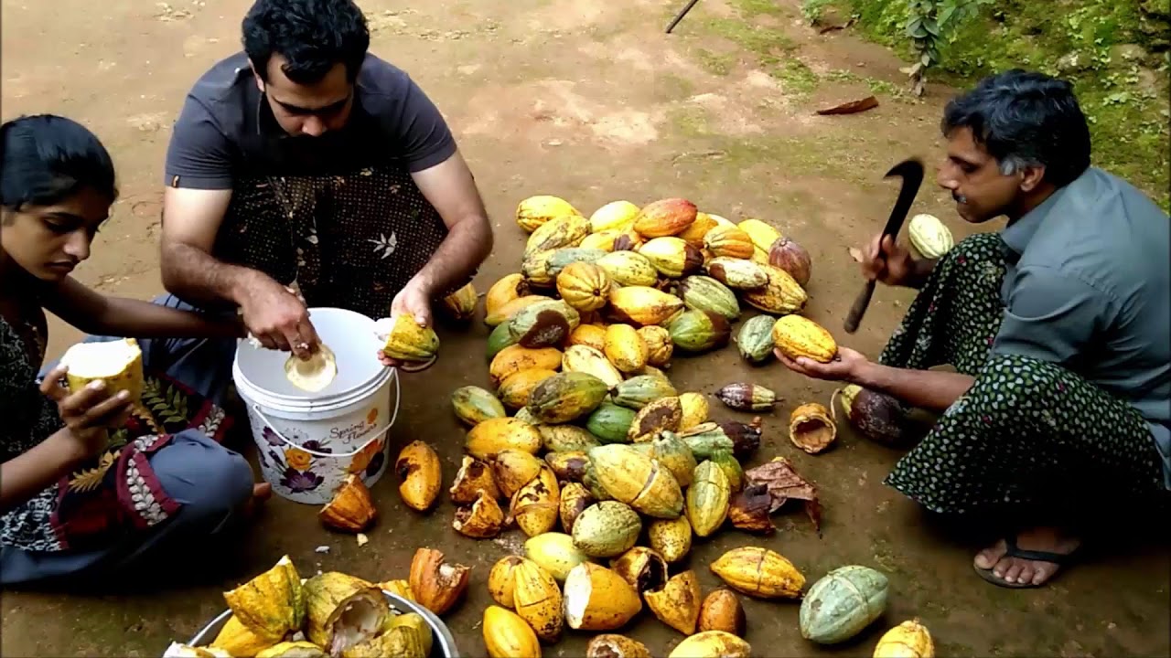 Automatic Cocoa Bean Separating Machine