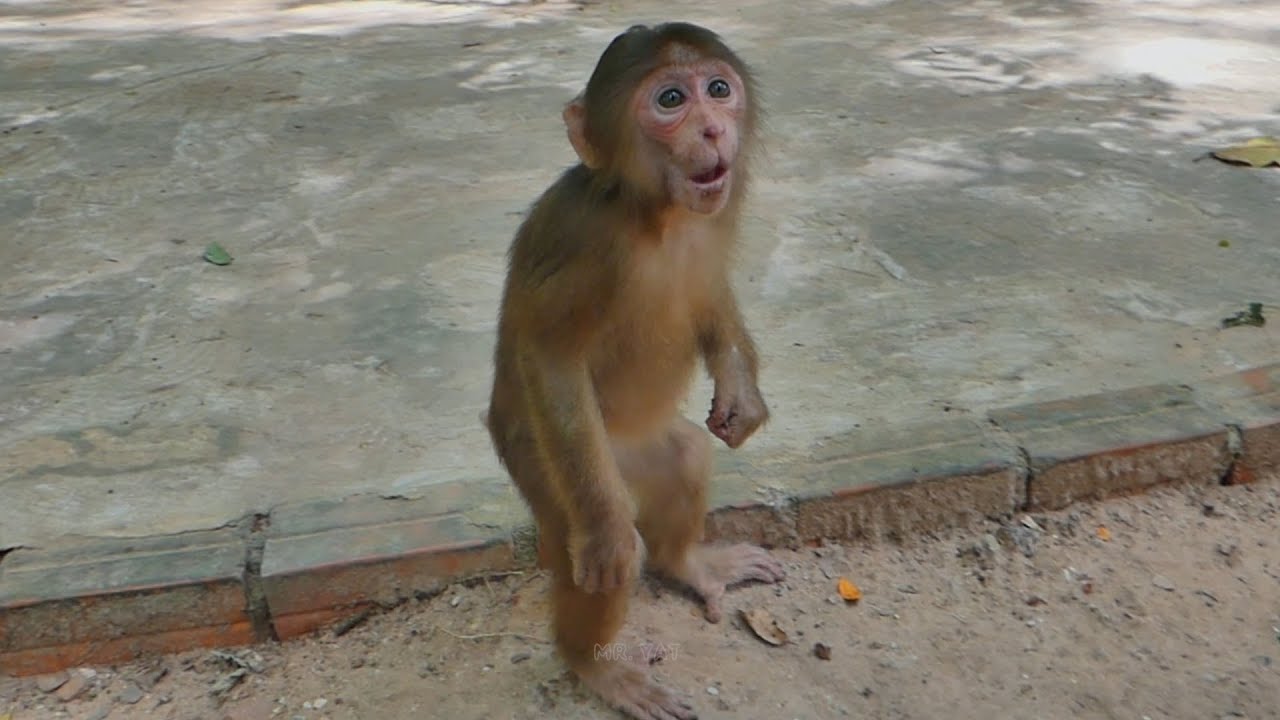 Skills of a newly abandoned monkey Baila tries to stand up on two legs, which is so cute and lovely💞