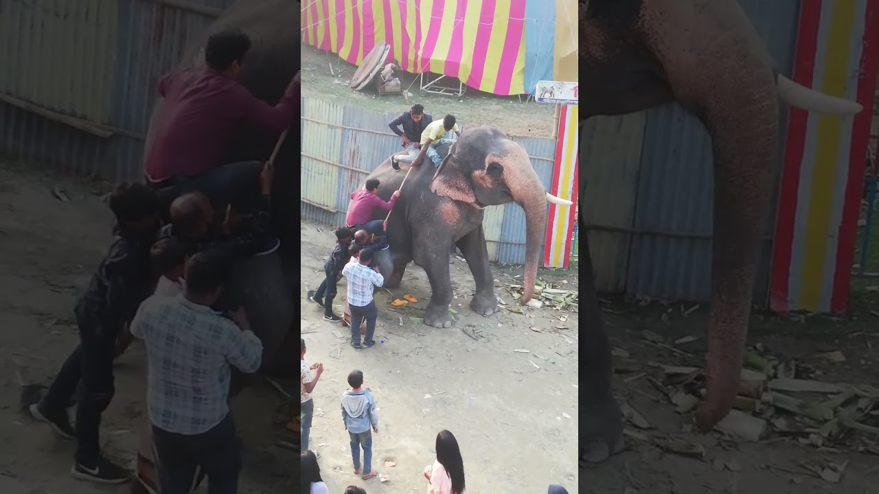 elephant Circus #shorts #animal #fair.