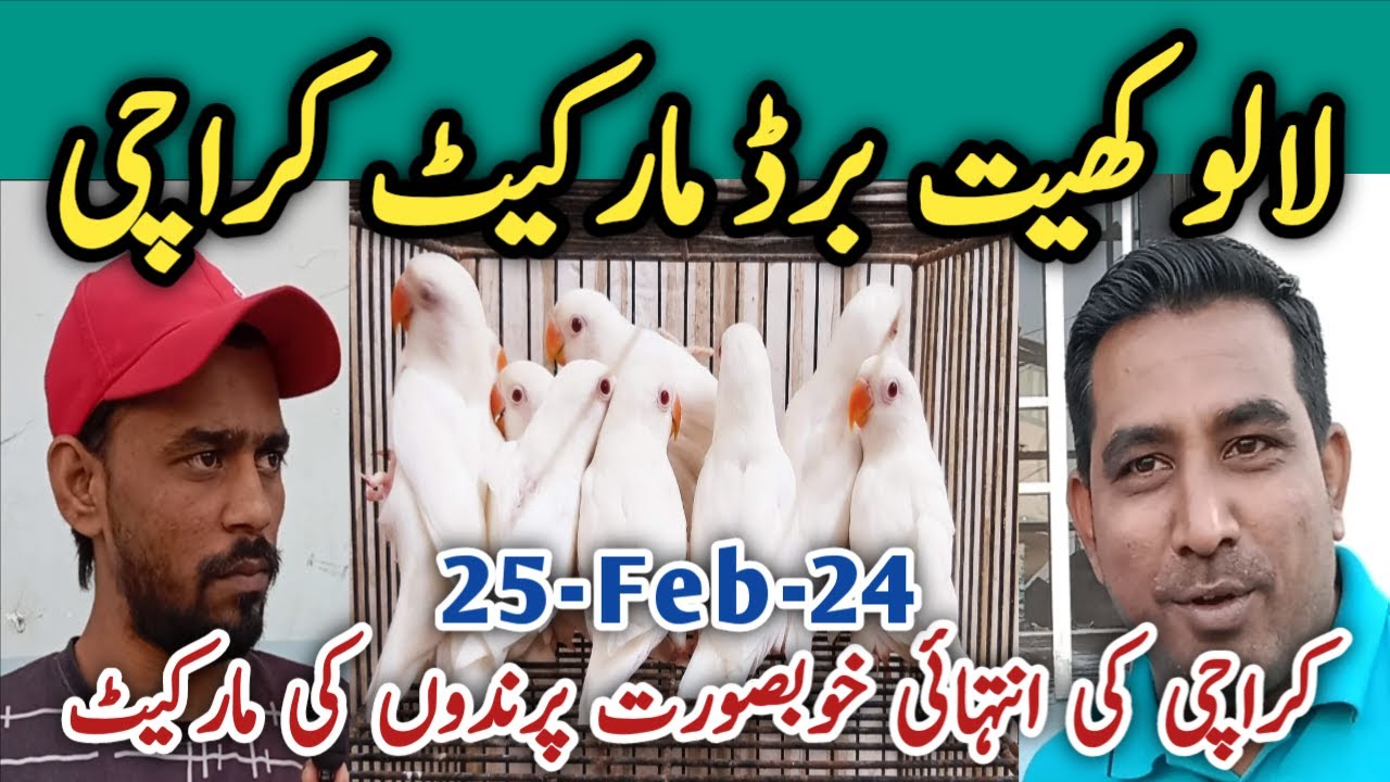 Lalukhet Sunday Bird Market Latest Update 25 Feb 24 l V No 247 l Sur Birds Channel