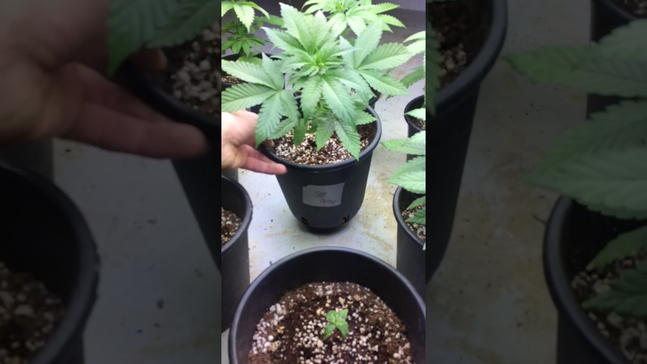Indoor Marijuana grow. Marijuana grow report. Video #1. Week 3. Veg period