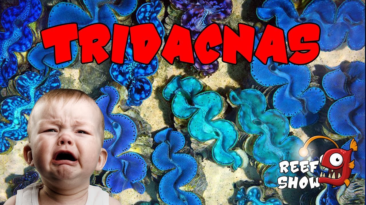 Reef Show #32 - Tridacnas - Aquário Marinho