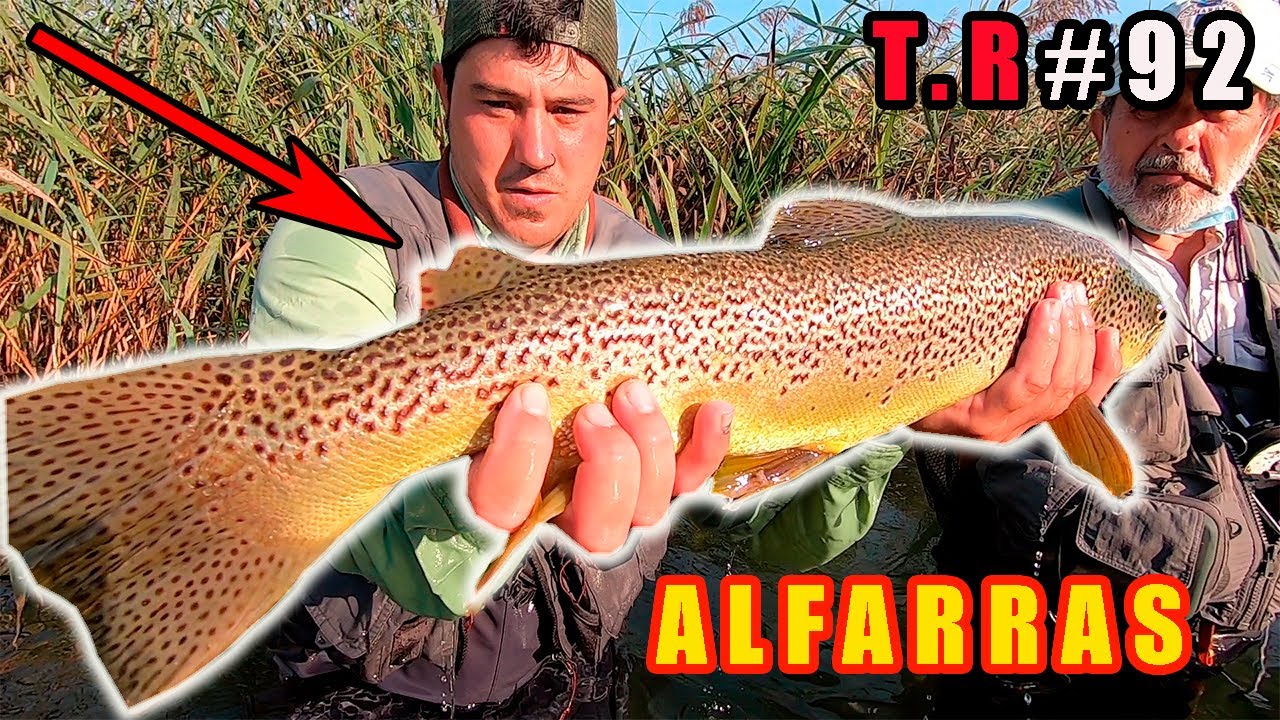 👉TRUCHAS EN ALFARRAS (parte 2)🐟
