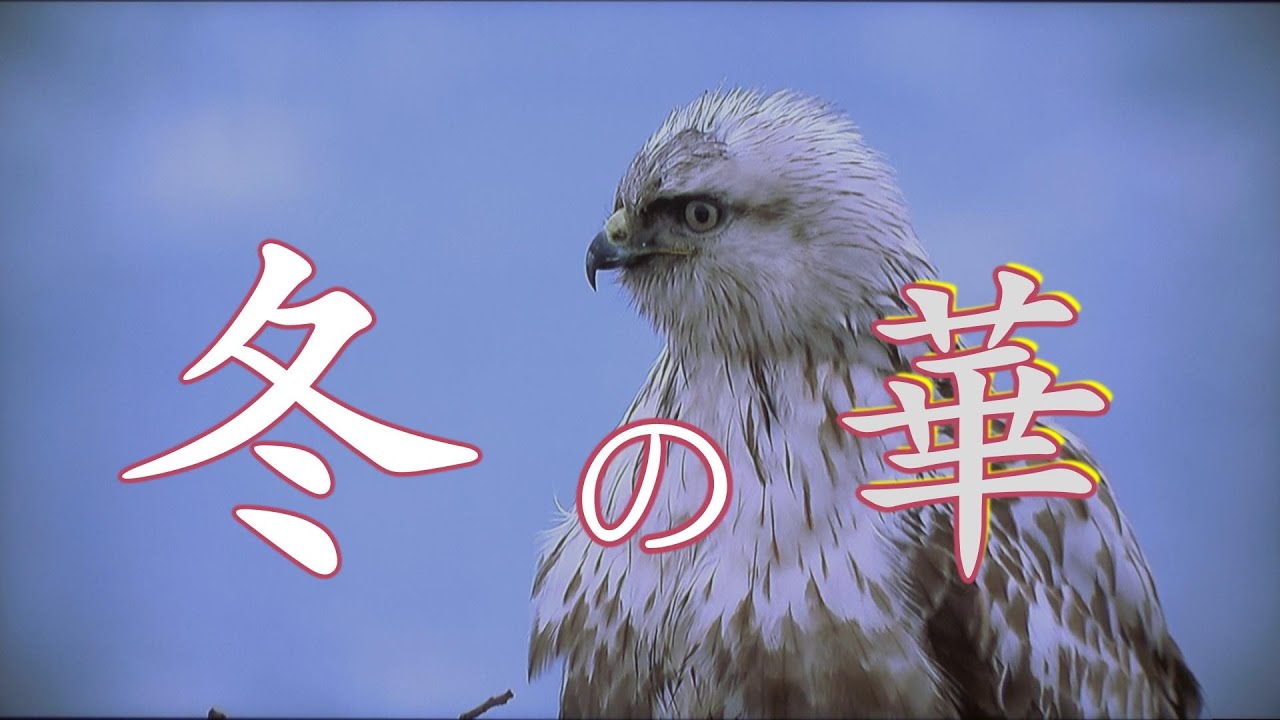 Winter Flowers(Wild Birds)『冬の華（野鳥）』