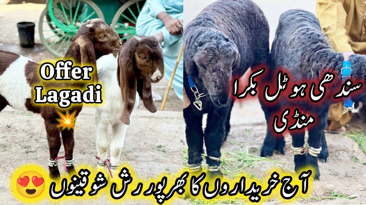 Sindhi Hotel Bakra Mandi Karachi Latest Rates Update | 5 November 2025 | Bakra Mandi Karachi. 