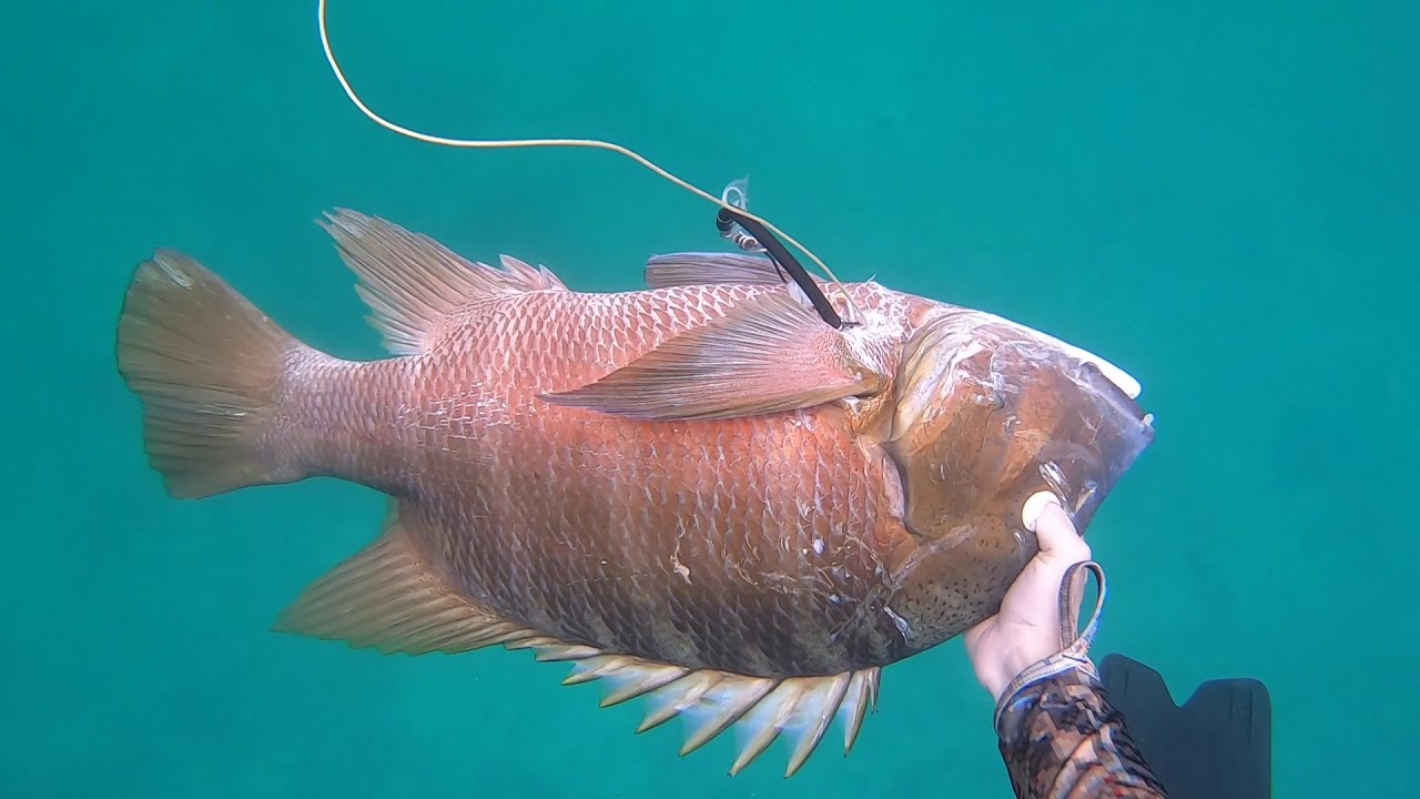 Panama Spearfishing 2020. Inshore