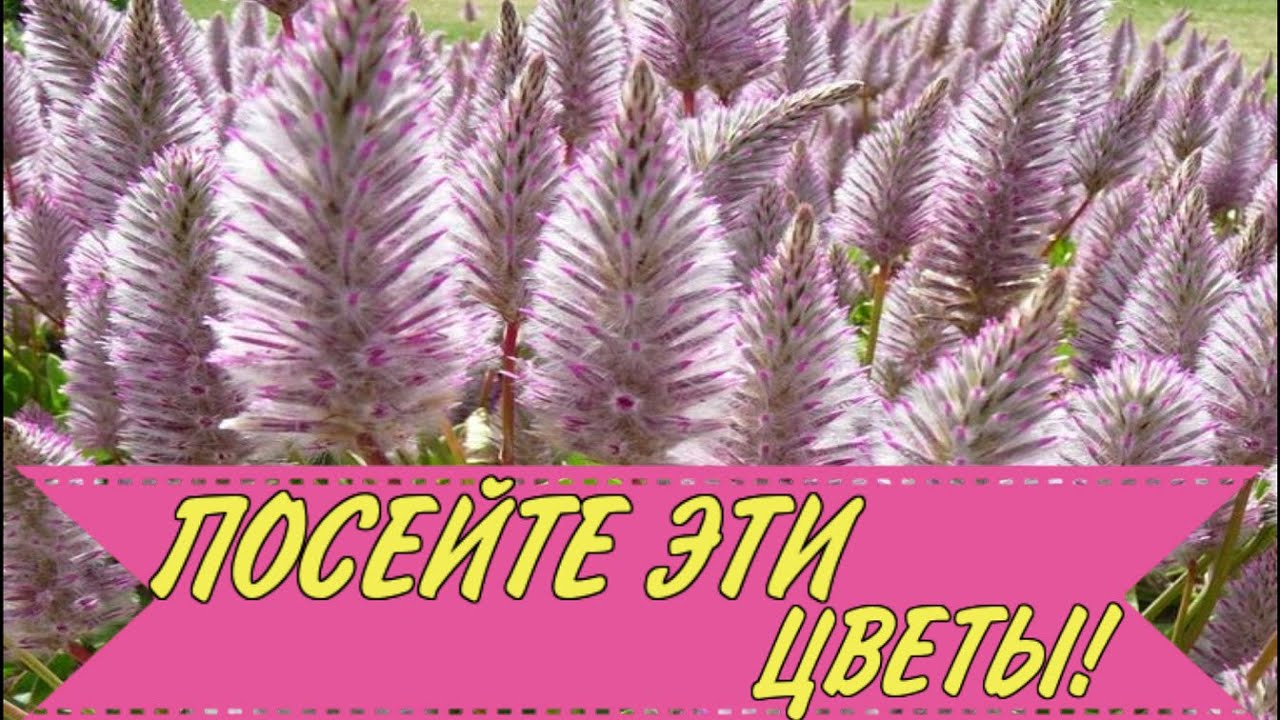 ПОСЕЙТЕ эти ЦВЕТЫ,они порадуют НЕОБЫЧНЫМ ЦВЕТЕНИЕМ!