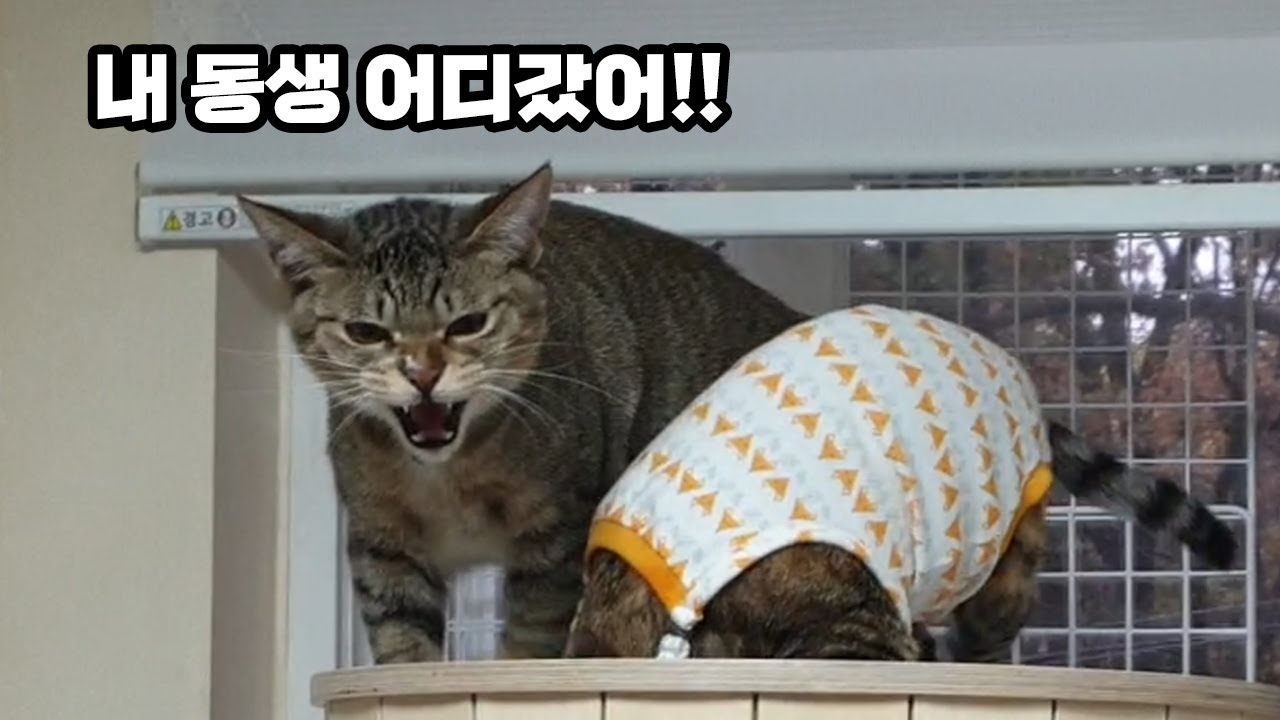 중성화 수술 마치고 집에 온 뚜리뚜바
