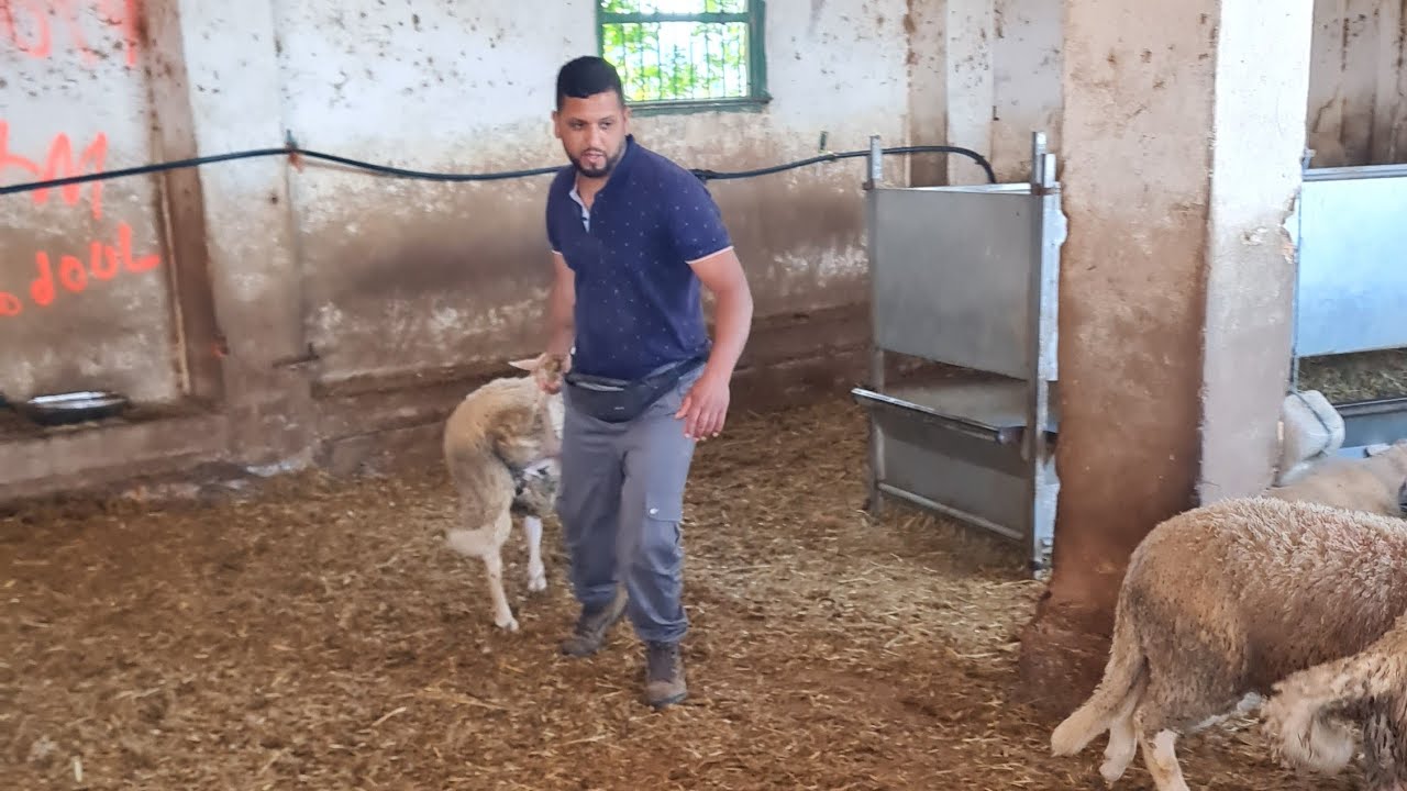 كفاش تقدر تبدأ مشروع الغنم في اسبانيا  أو حاولي العيد