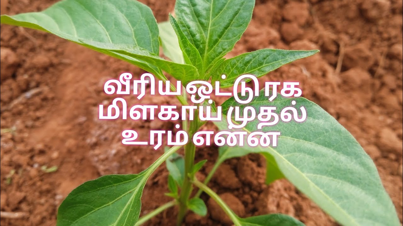 🌶️ வீரிய ஒட்டு ரக மிளகாய் முதல் உரம் என்ன?