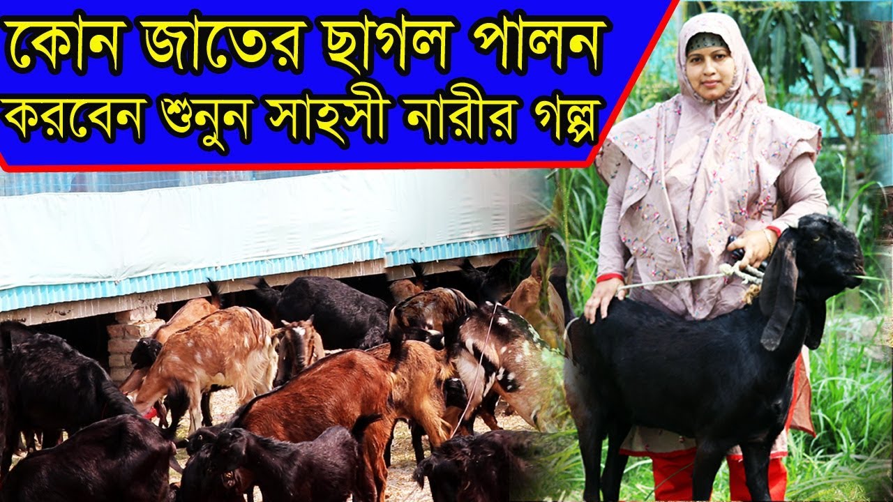 কোন জাতের ছাগল পালন করে বেশি লাভবান হবেন শুনুন সাহসী নারীর সফলতার গল্প keeping goat by sabina