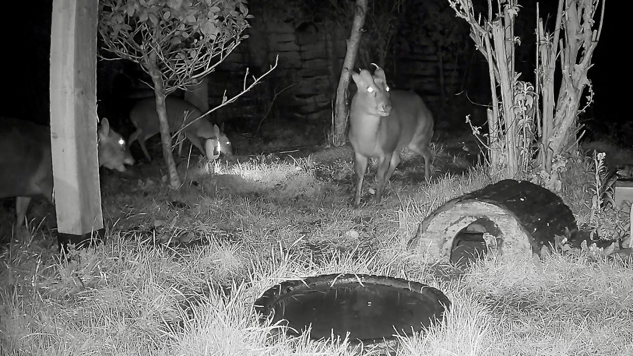 Wild Garden Diary February 5th-6th