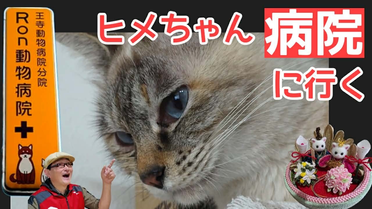 ヒメちゃん病院に行く！シックスカートとみほつ姫のヒメちゃん日記