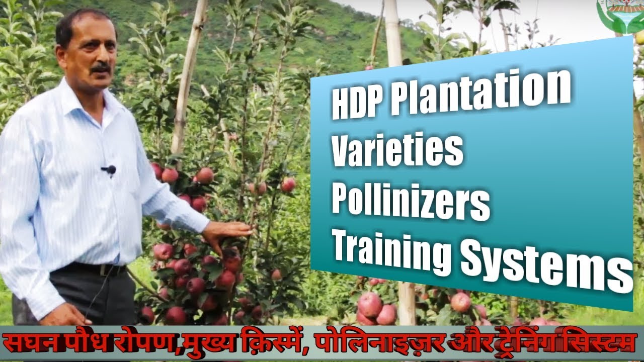 Information on HDP plantation, varieties, pollinizers and training systems