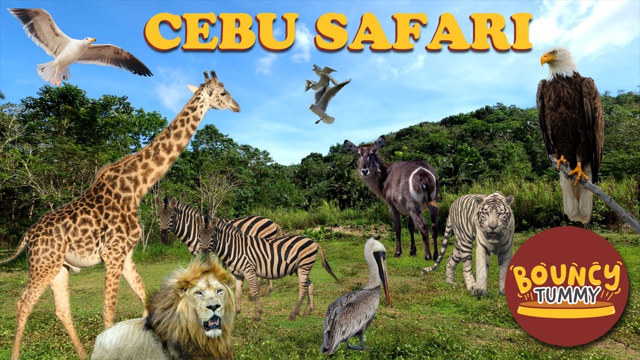 Cebu Safari & Adventure Park | Bouncy Tummy