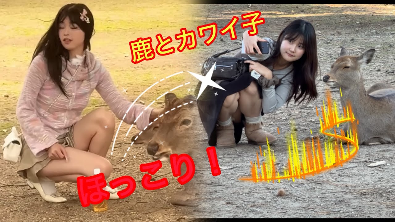 【世界でここだけ】かわいい子鹿に触って大喜び奈良公園の鹿🦌❤️を訪れる外国人観光客❤️🌺