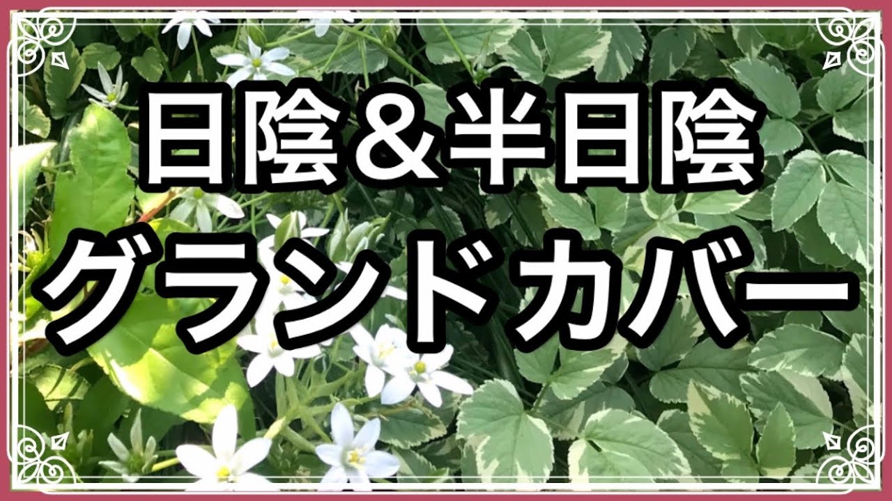 《日陰の庭のグランドカバープランツ》雑草対策！シェードガーデンに使えるおすすめグランドカバー