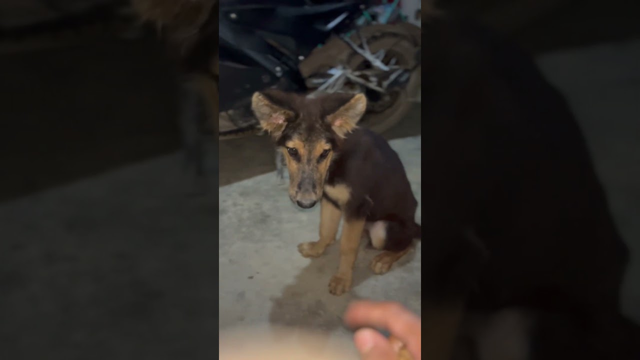 German shepherd      