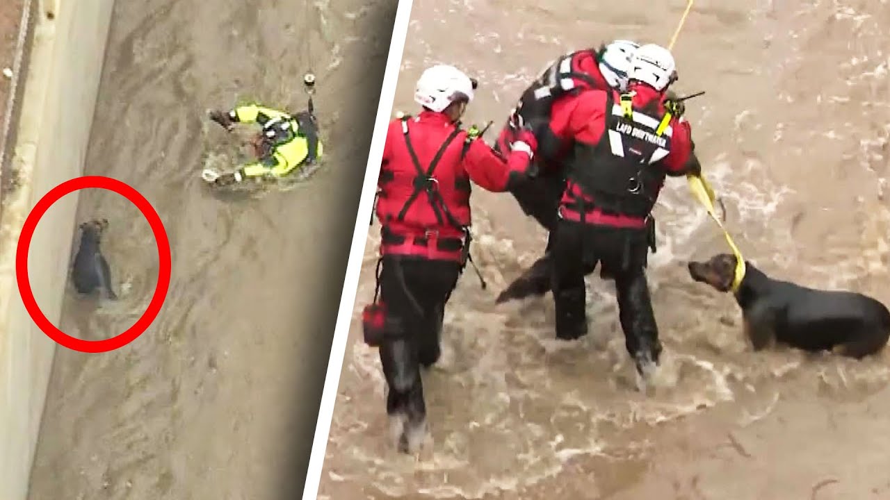 Dog Rescued From Rushing River After 2 Hours