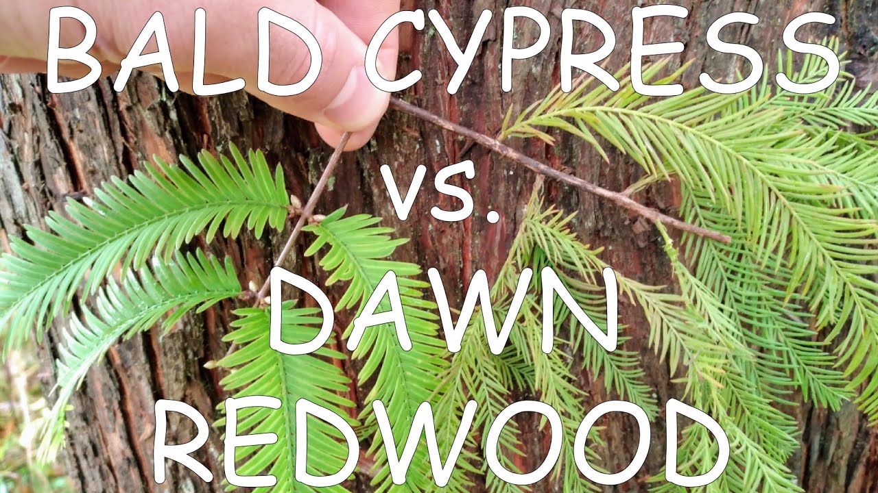 How to identify bald cypress vs. dawn redwood | TREE ID #9