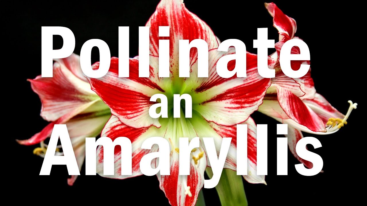 How to Pollinate an Amaryllis Flower