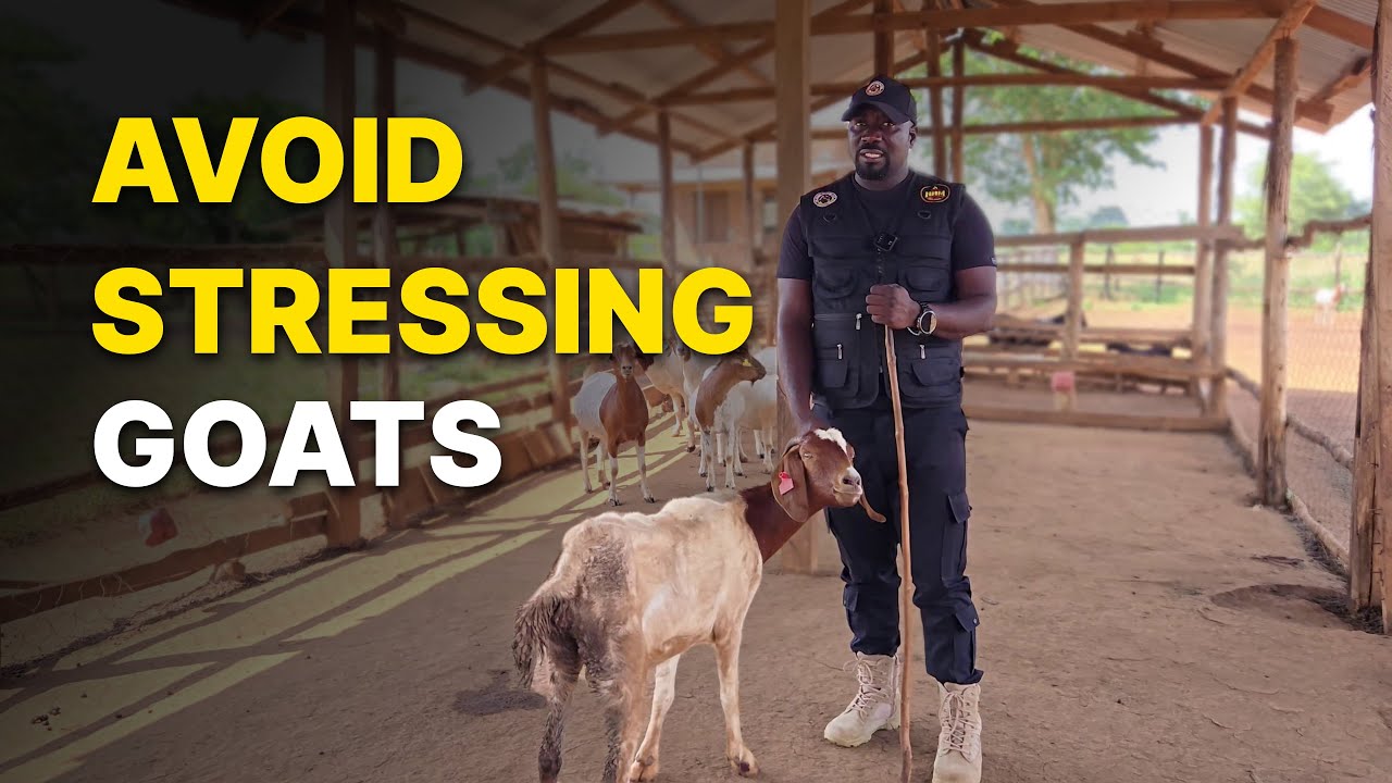Why Your Goats Keep Miscarrying or Dying | Avoid These Stress Triggers! | Urgent!