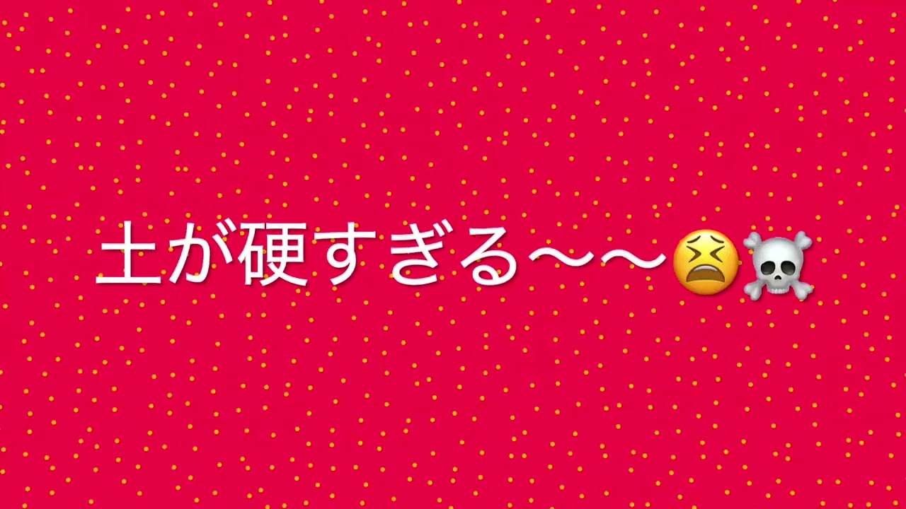 【80歳女一人の庭終い】Day8/悲惨だった防草シート貼り/#atorieはなぐるまから#ガーデニング#草引き #築100年の古民家#大正時代の庭#庭終い #庭作業#ダイソーのシート#杭打ち