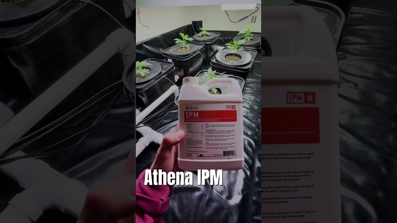 Grow Room Pest Management #grow