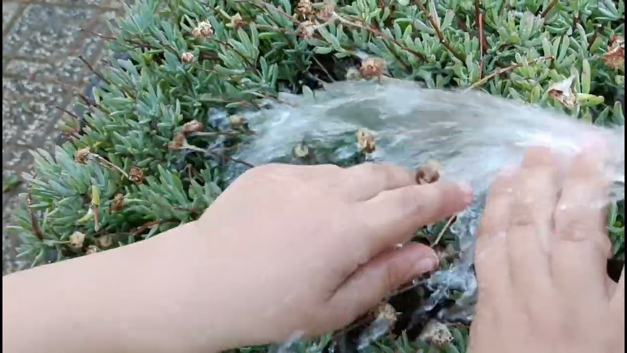 ١٢ سبتمبر ٢٠٢٤رب النباتات مع احفادي الله يحفضهم⛹️