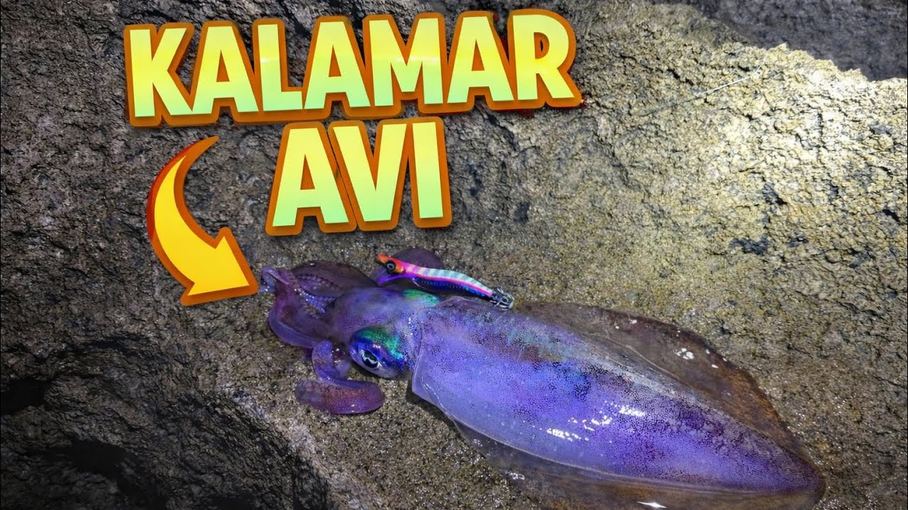 Kalamar avı  /  squidfish ( North Cyprus)