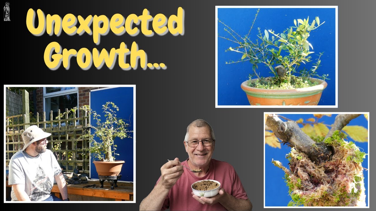 Wild vs European Olive Which is BETTER for UK Bonsai?