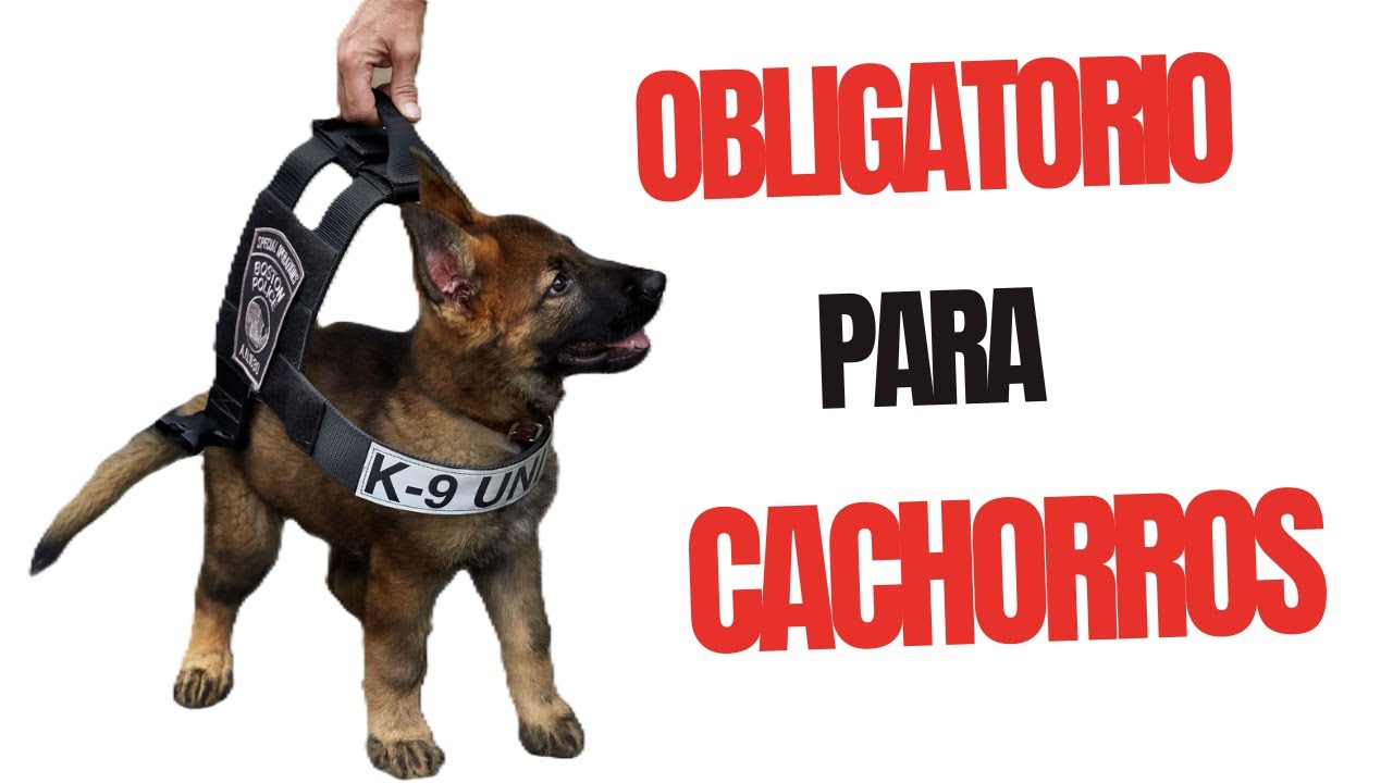CÓMO EMPEZAR A ADIESTRAR A CUALQUIER CACHORRO|PASTOR ALEMÁN