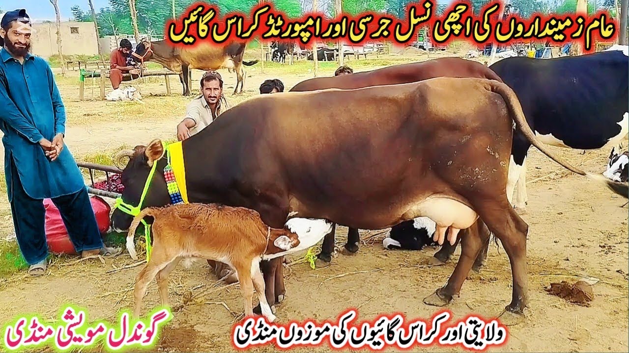 Gondal Mandi latest update!Cholistani and Sahiwal MilkingCows Latest Rate!jersey cow for in Punjab!