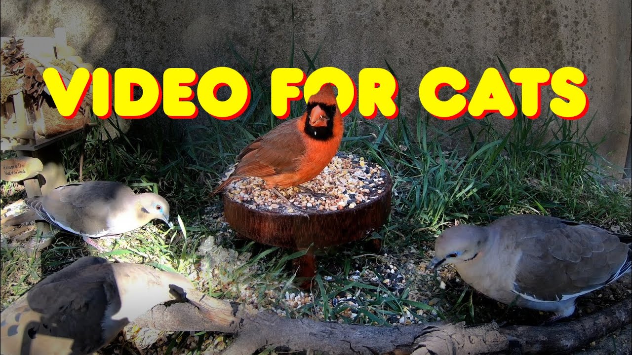 CAT TV 🐾 - 9 HOURS of Backyard Birds in Spring 🌼🌿🐦 - HD Videos for Cats to Watch 🐱📺