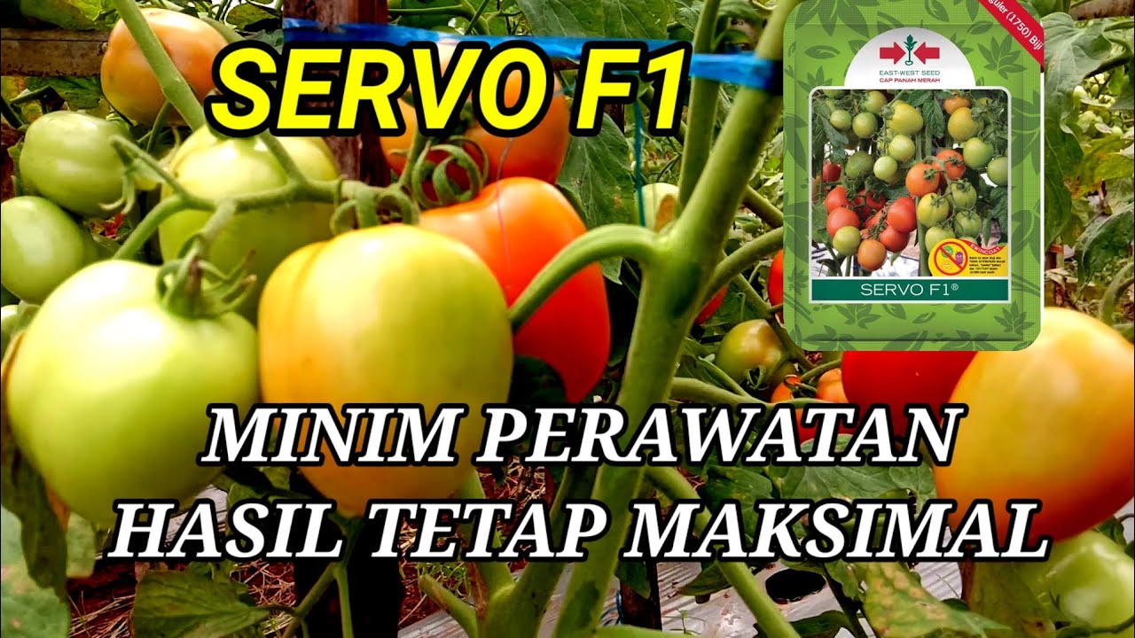 TOMAT SERVO F1 DENGAN PERAWATAN YANG MINIM NAMUN HASIL TETAP MAKSIMAL