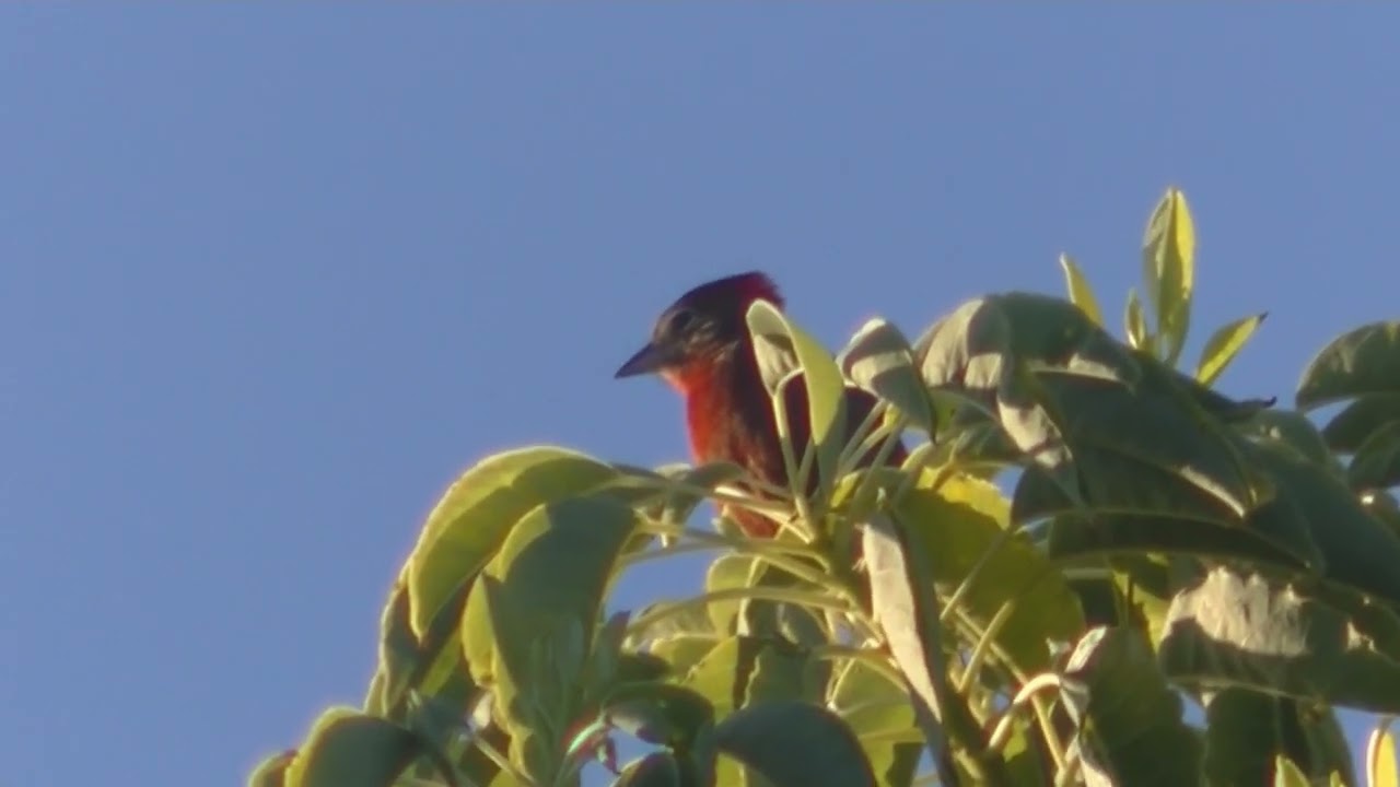 Brasita de fuego Coryphospingus cucullatus Santa Fe Argentina 2023