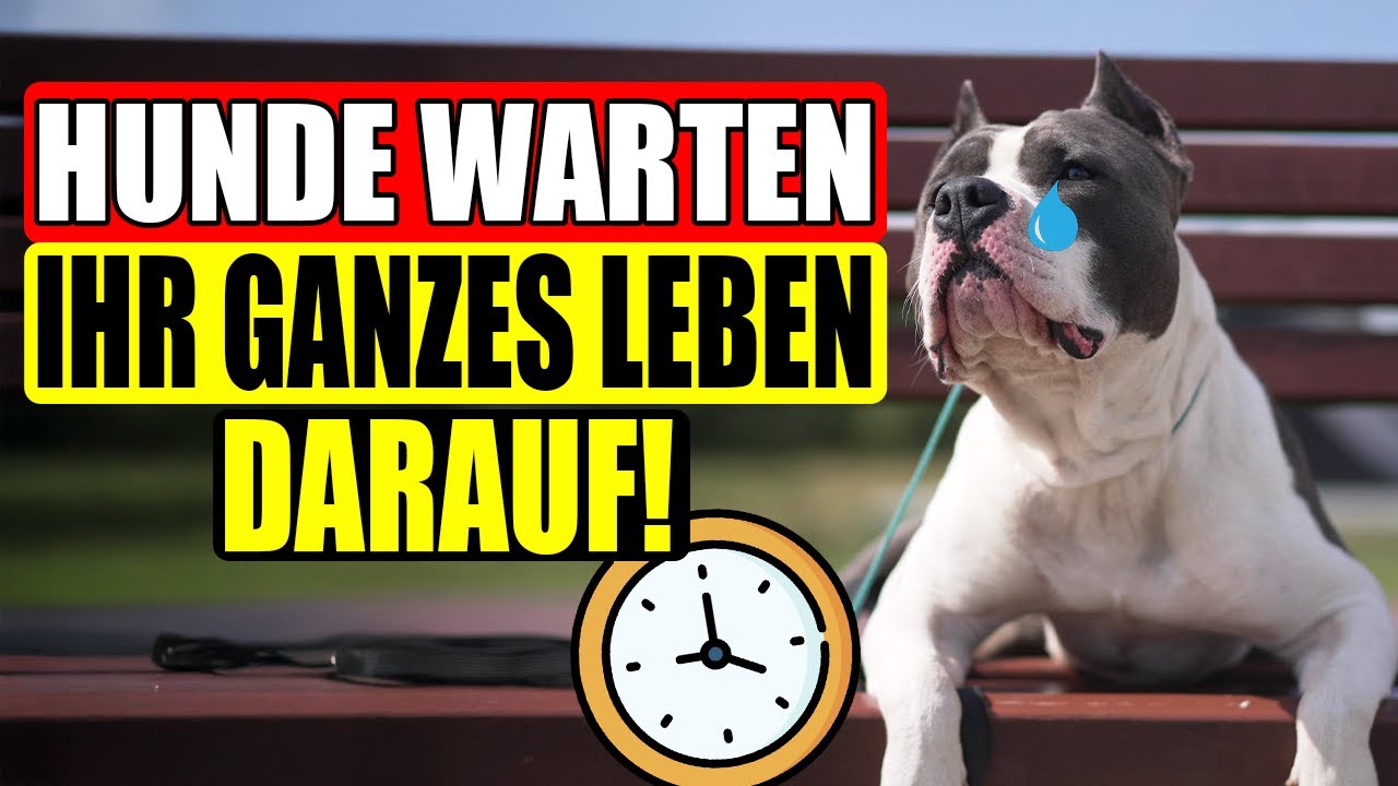 Dein Hund wartet EIN LEBEN LANG, dass du ENDLICH DAS tust! (Ignoriere es nicht!)