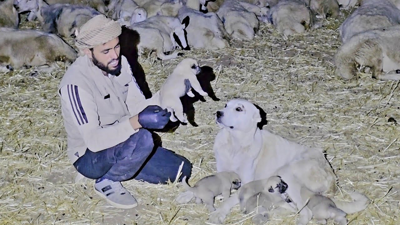 الذيب يأكل نعجة الراعي _هجرة راعي غنم إلى نهر