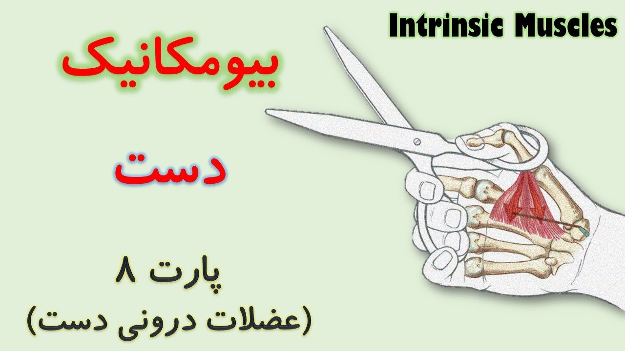 عضلات درونی یا اینترنسیک دست (بیومکانیک دست) از کینزیولوژی نیومن