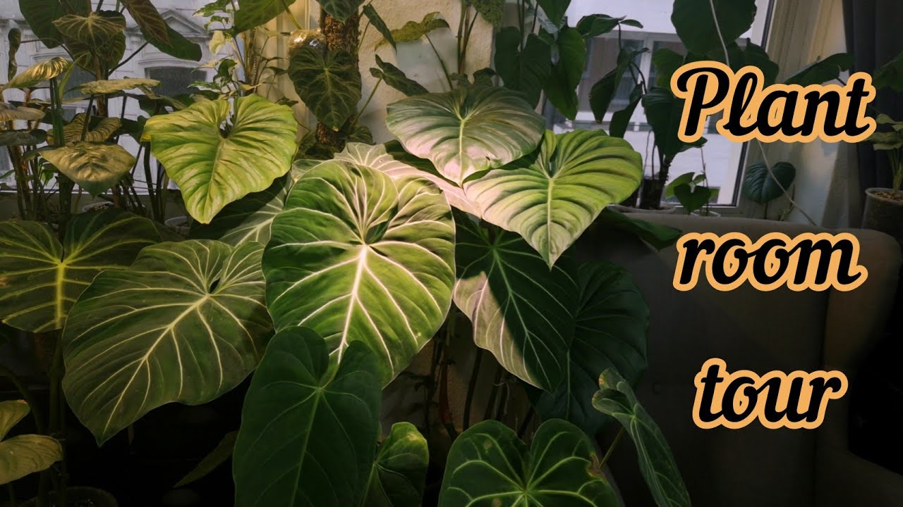 Plant Room Tour | Meine seltenen Zimmerpflanzen (Teil 1)