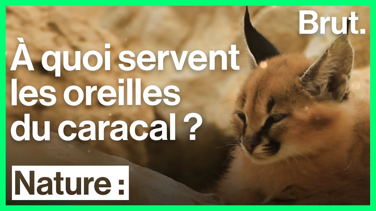 À quoi servent les oreilles du caracal ?