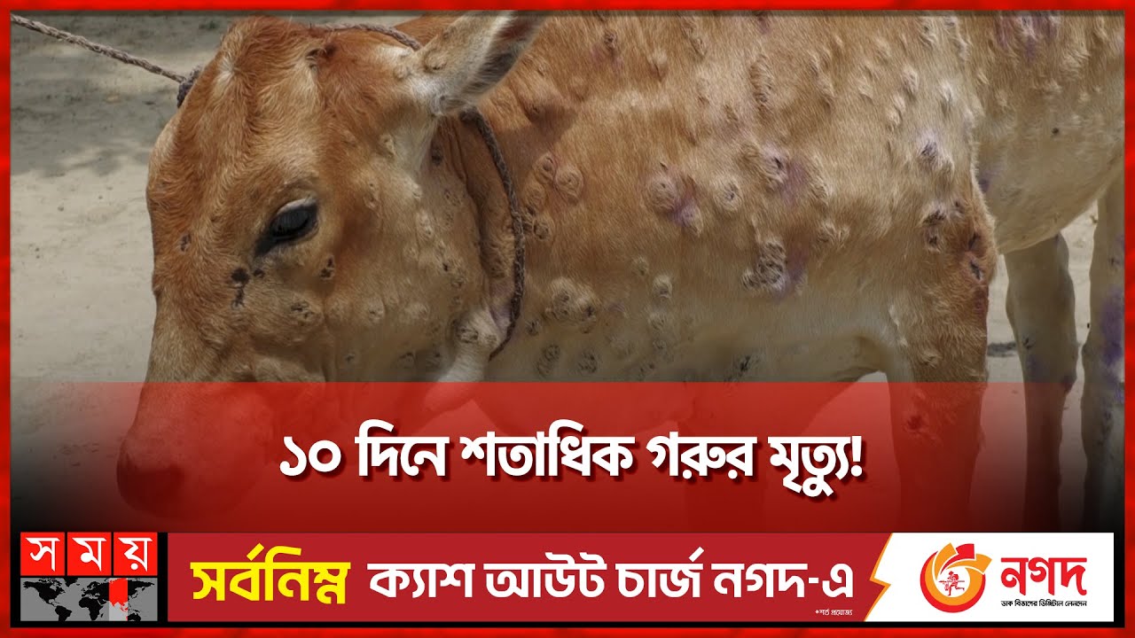 নওগাঁয় দেখা দিয়েছে গরুর লাম্পি স্কিন রোগের প্রকোপ | Cow Lumpy skin disease in Naogaon | Somoy TV