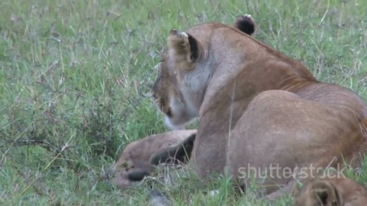 The Kind Lion