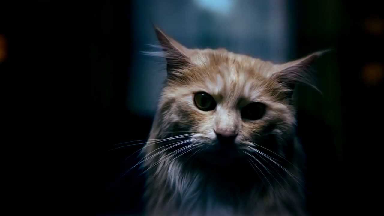 WANTED: Werecat - Join the hunt