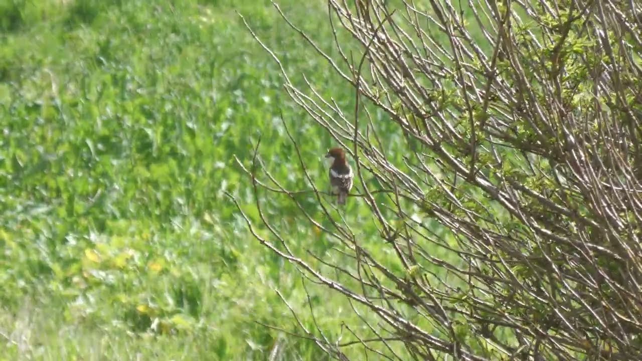 Woodchat Shrike. Porthgwarra. West Cornwall