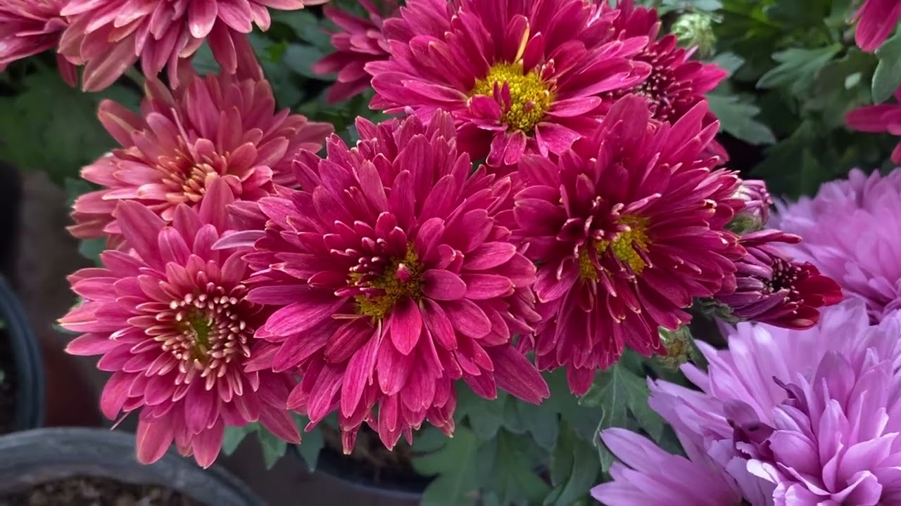 mums || 3d || chhuak thar || kan nei || mawi tawp|| ❤️❤️❤️❤️